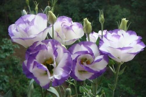 娱乐吃瓜酱洋桔梗